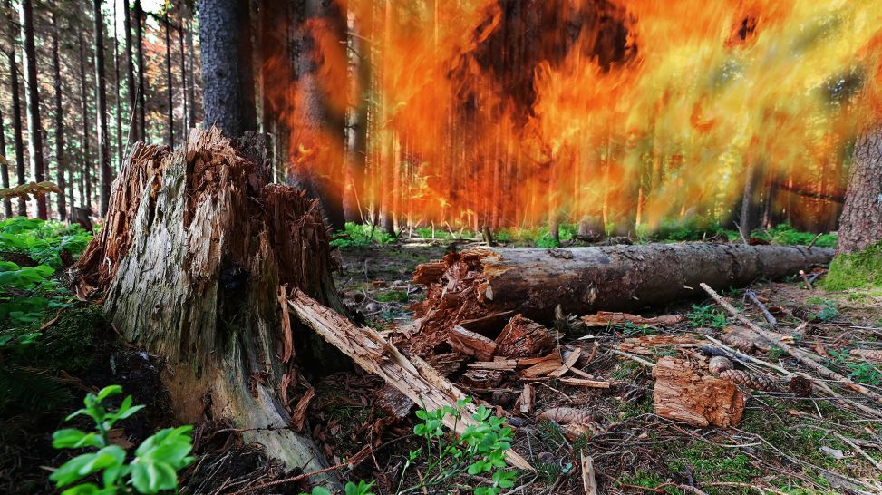 Waldbrand, Großfeuer im Wald (Bild: Colourbox)