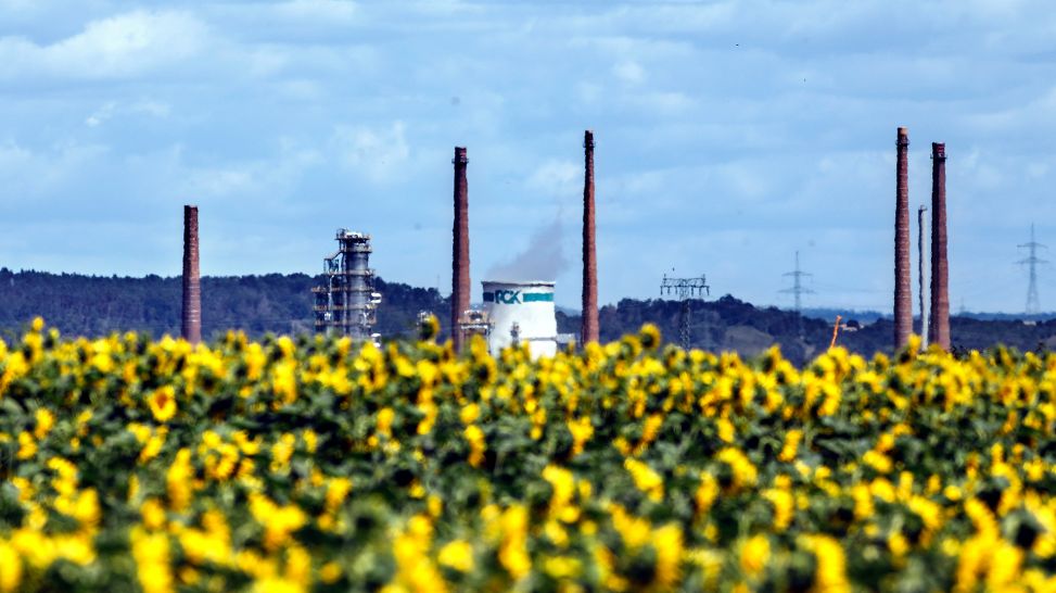 Sonnenblumenfeld vor PCK-Raffinerie GmbH Schwedt (Bild: picture alliance / Jochen Eckel)