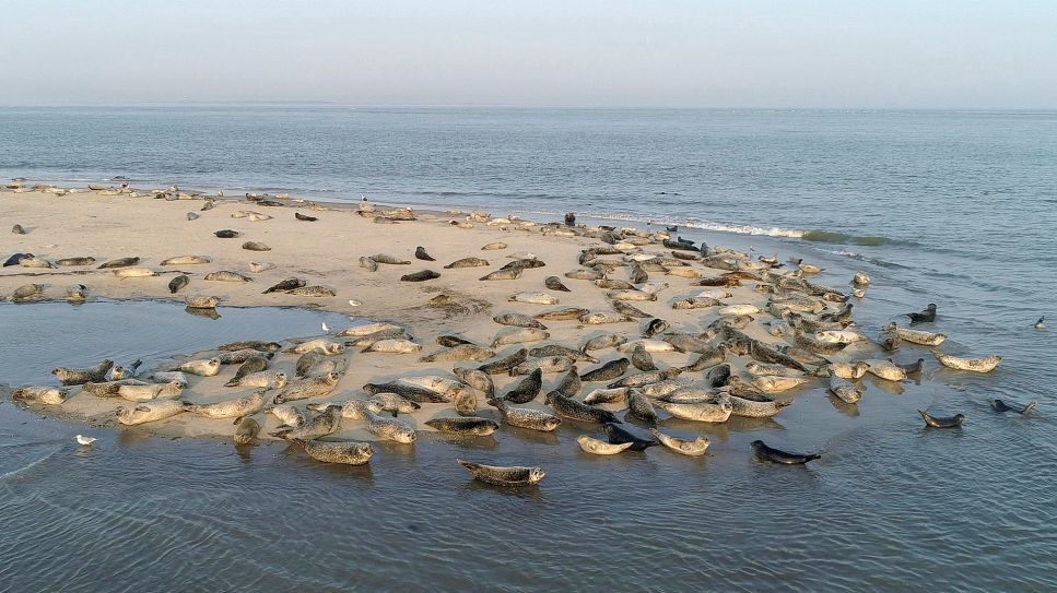 Seehunde auf Sandbank (Bild: WDR/Hans-Peter Kuttler)