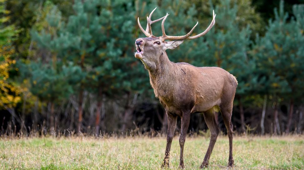 Majestätischer Rothirsch röhrt im Wald (Bild: Colourbox)