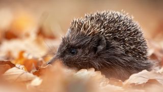 Igel im Herbstlaub (Bild: Colourbox)