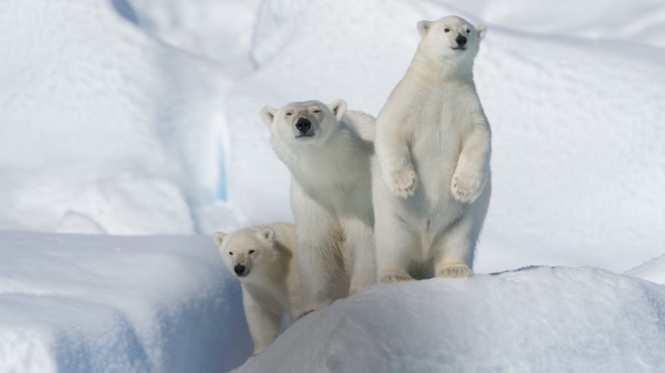 Drei Eisbären in Grönlands Schneelandschaft (Bild: picture alliance / Zoonar | Raimund Linke)