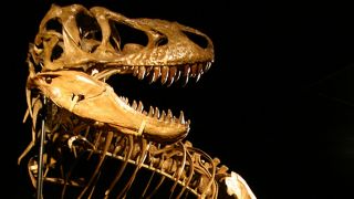 Dinosaurier-Skelett, Bild: rbb/arte/Intuitive Pictures