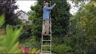 Gartenzeit Tipps von Horst - Ramblerrosen schneiden