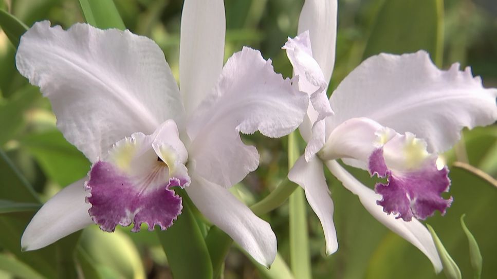 rbb Gartenzeit - Orchideenzucht Langerwisch (Quelle: rbb)