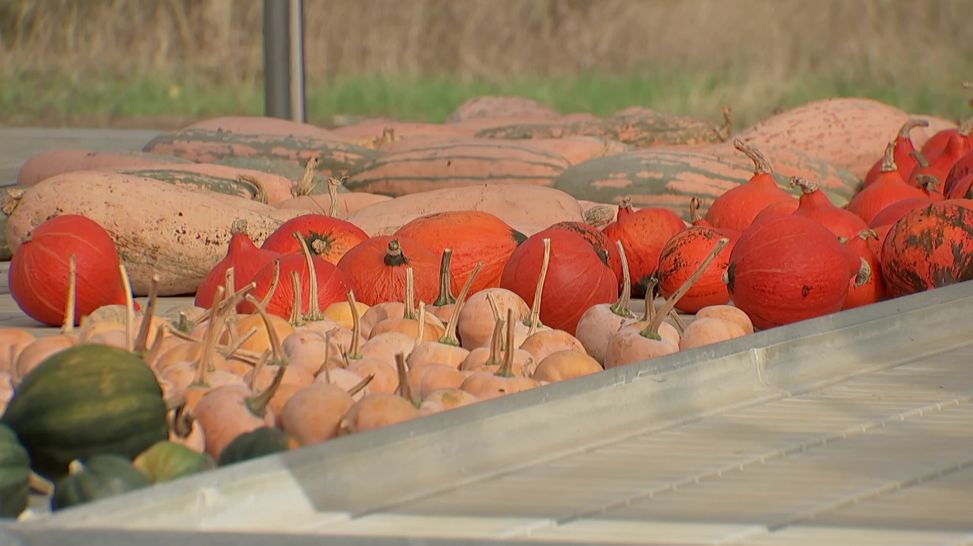 rbb Gartenzeit - Wilmars Gaerten - Erntezeit für die Feinschmeckerküche