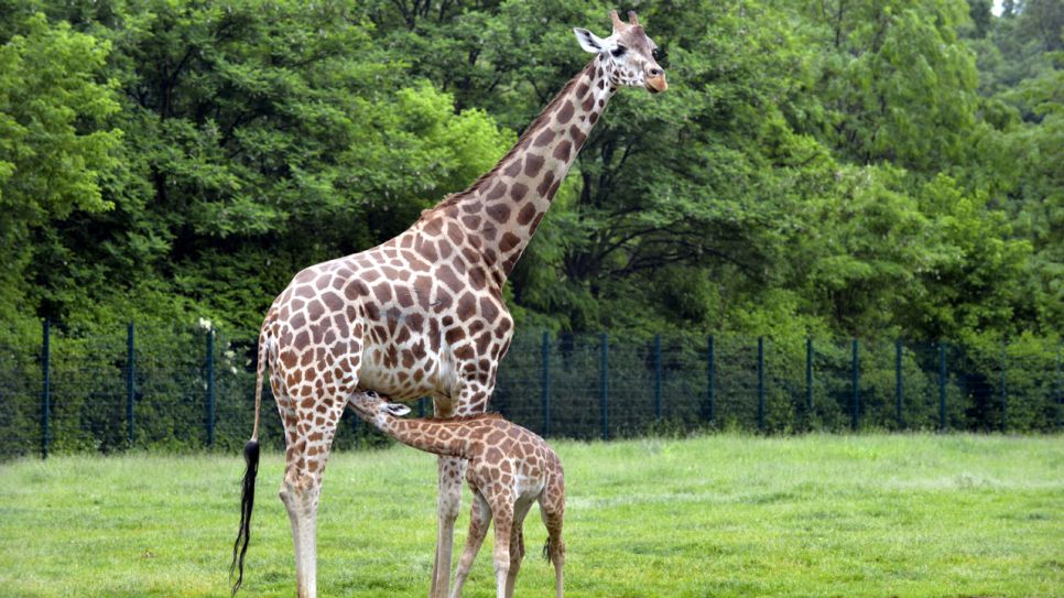 Uganda-Giraffenkuh Inge mit Kind (Quelle: Thomas Ernst)