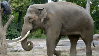 Elefantenbulle Viktor (Quelle: Thomas Ernst)