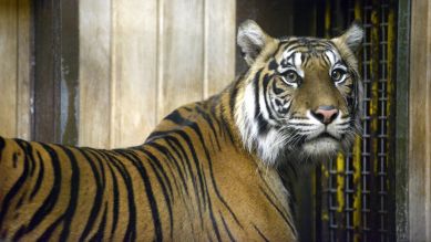 Sumatra-Tiger (Quelle: Thomas Ernst)