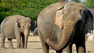 Die Elefanten (Quelle: rbb/ Thomas Ernst)