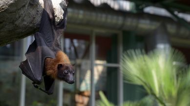 Im Tierpark darf Flughund Timmi bald zu seiner Familie (Quelle: rbb/Thomas Ernst)