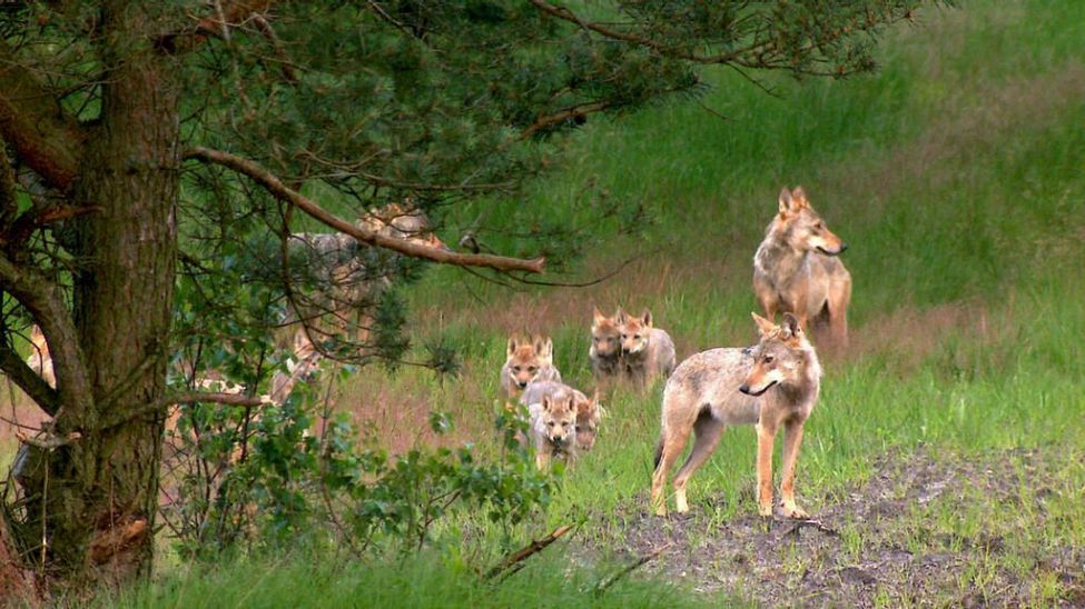 Die Wolfsaga – 20 Jahre Wölfe in Deutschland