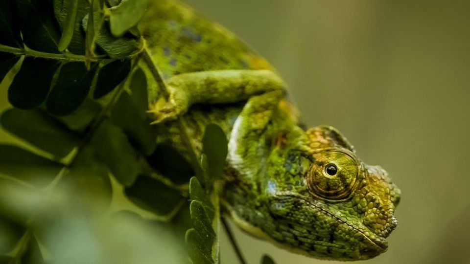 Unbekanntes Madagaskar - Im Reich der Kattas