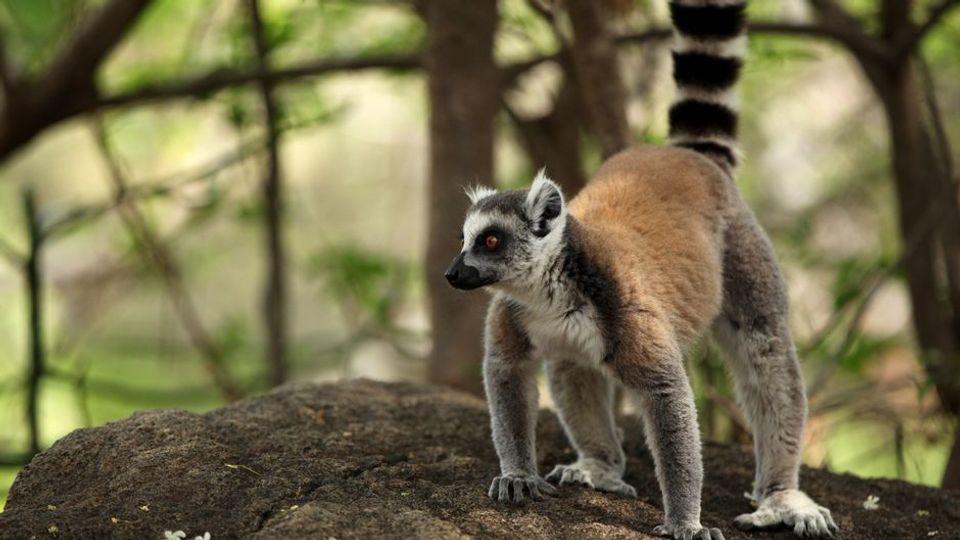 Unbekanntes Madagaskar - Im Reich der Kattas