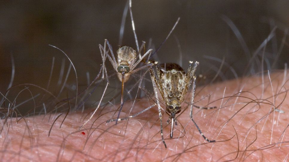 Interview, West-Nil-Fieber in Deutschland - Durch Mücken angesteckt