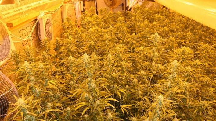 Kritiker laufen Sturm gegen Lauterbachs Cannabis-Legalisierung